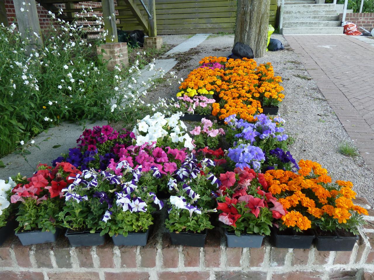 Le pépiniériste Jardins en Campagne offre ses fleurs